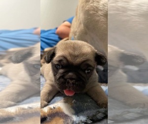 Pug Dogs for adoption in THORNTON, CO, USA