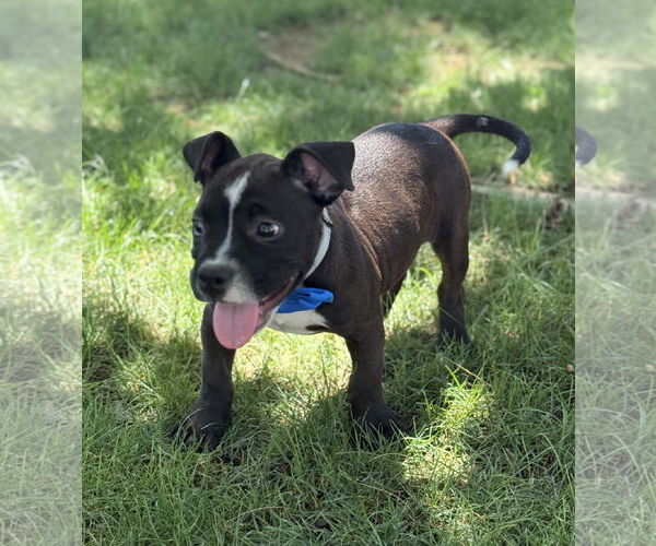 Medium Photo #2 American Pit Bull Terrier-American Staffordshire Terrier Mix Puppy For Sale in Phoenix, AZ, USA