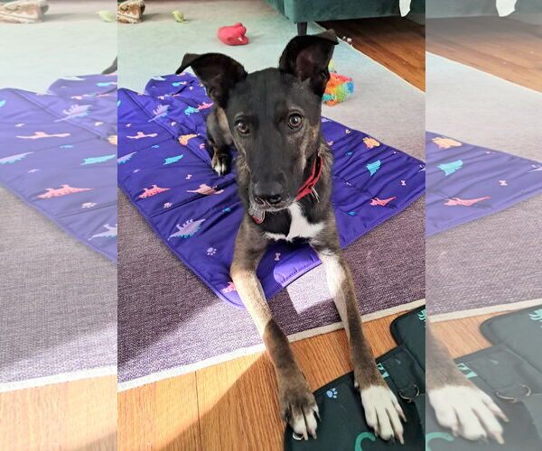 Medium Photo #10 Mutt Puppy For Sale in Wakefield, RI, USA