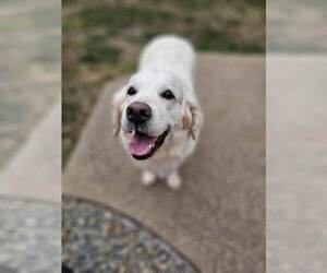 Mother of the Golden Retriever puppies born on 05/24/2018