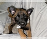 Small Photo #167 Belgian Malinois Puppy For Sale in REESEVILLE, WI, USA