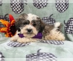 Small Photo #9 Zuchon Puppy For Sale in LAKELAND, FL, USA