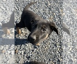 Small Photo #2 German Shepherd Dog Puppy For Sale in ALEXANDRIA, VA, USA