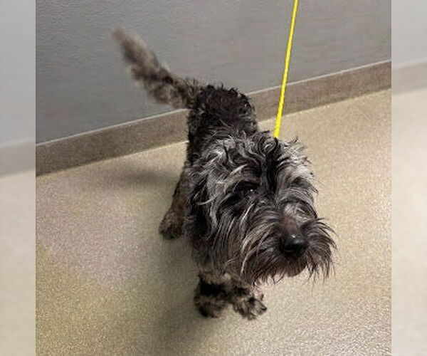 Medium Photo #1 Old English Sheepdog-Poodle (Miniature) Mix Puppy For Sale in Las Vegas, NV, USA