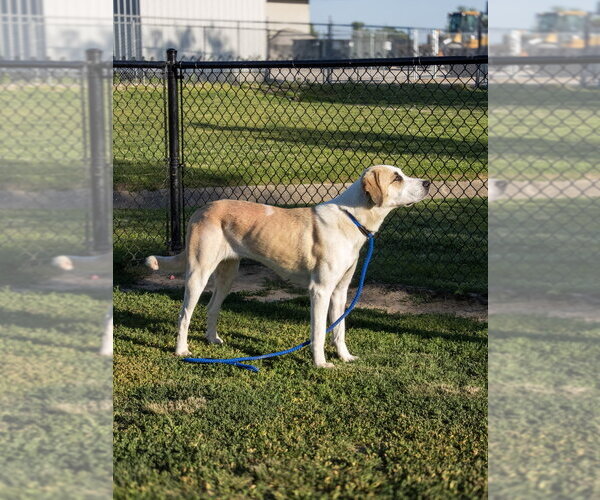 Medium Photo #12 Labrenees Puppy For Sale in Evansville, IN, USA