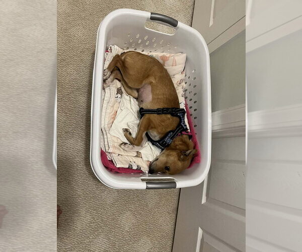 Medium Photo #7 Mutt Puppy For Sale in Candler, NC, USA