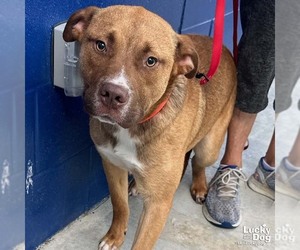 Retriever -Unknown Mix Dogs for adoption in Washington, DC, USA