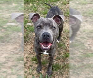 Mutt Dogs for adoption in Augusta, GA, USA