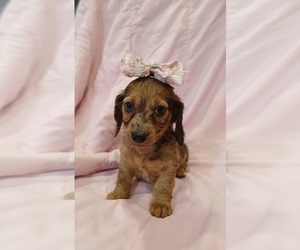 Dachshund Puppy for sale in BURLINGTON, MA, USA