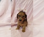 Image preview for Ad Listing. Nickname: Ruby