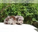 Small #15 ShihPoo