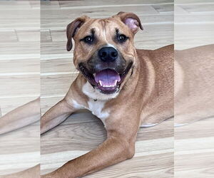 Chance (Cherry Litter) - Male American Staffordshire Terrier-Labrador Retriever Mix Dog for Adoption - Photo #3