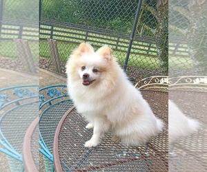 Pomeranian Puppy for sale in DAWSONVILLE, GA, USA