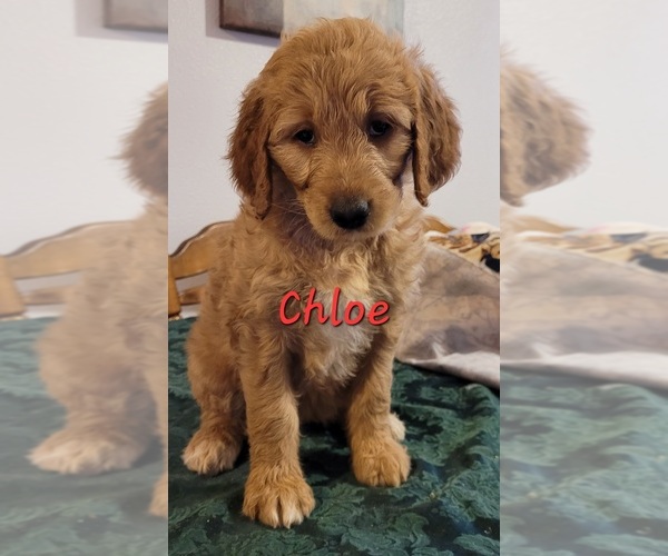 Medium Photo #1 Goldendoodle Puppy For Sale in MONDOVI, WI, USA
