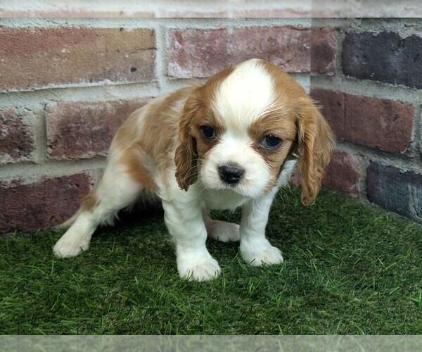 Medium Photo #4 Cavalier King Charles Spaniel Puppy For Sale in MOBERLY, MO, USA