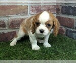 Small #3 Cavalier King Charles Spaniel