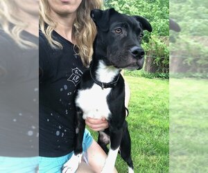 Labrador Retriever-Unknown Mix Dogs for adoption in Doylestown, PA, USA