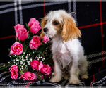 Puppy Flurry Cavapoo