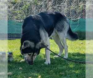 Tri Tip - Male Akita-German Shepherd Dog Mix Dog for Adoption - Photo #3