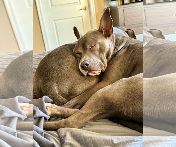 Medium Photo #25 Mutt Puppy For Sale in Mount Laurel, NJ, USA