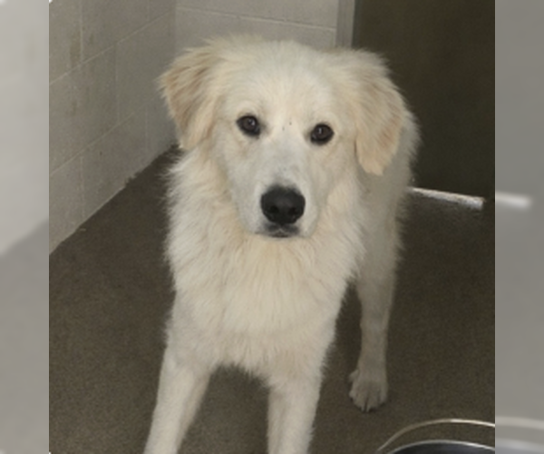 Medium Photo #1 Great Pyrenees-Unknown Mix Puppy For Sale in Silver Spring, MD, USA