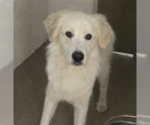 Small Great Pyrenees Mix