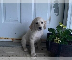 Labradoodle Puppy for sale in HOPKINSVILLE, KY, USA