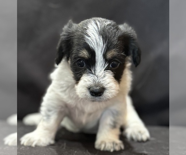 Medium Photo #10 Pembroke Welsh Corgi-Poodle (Miniature) Mix Puppy For Sale in LONGMONT, CO, USA