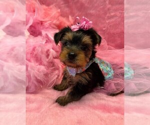 Yorkshire Terrier Puppy for Sale in TALALA, Oklahoma USA
