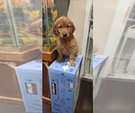 Small Photo #4 Golden Retriever Puppy For Sale in CHICAGO, IL, USA