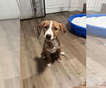 Small Mutt