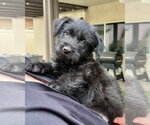 Small #4 Mutt