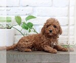 Small #3 Goldendoodle (Miniature)