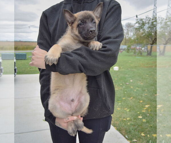 Medium Photo #4 Mutt Puppy For Sale in Huntley, IL, USA