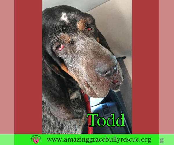 Medium Photo #1 Mutt Puppy For Sale in Pensacola, FL, USA