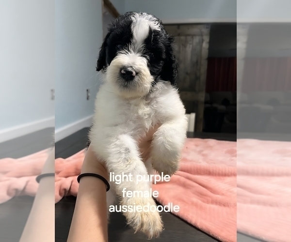 Medium Photo #1 Aussiedoodle Puppy For Sale in DALZELL, SC, USA