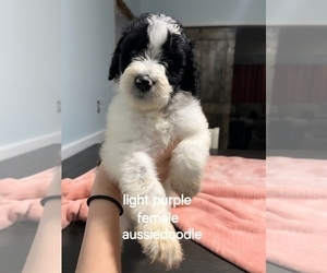 Aussiedoodle Litter for sale in DALZELL, SC, USA