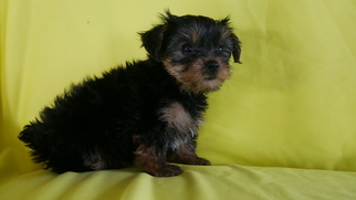 Yorkshire Terrier Puppy for sale in CUYAHOGA FALLS, OH, USA