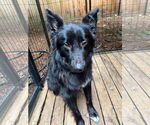Small #4 Border Collie Mix