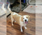 Small #12 Beagle