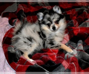 Pomeranian Puppy for sale in DINWIDDIE, VA, USA