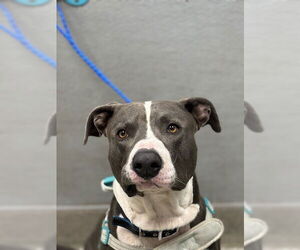 American Pit Bull Terrier-Unknown Mix Dogs for adoption in Las Vegas, NV, USA
