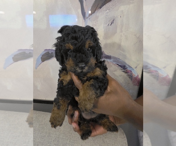 Medium Photo #16 Poodle (Toy) Puppy For Sale in CORAL SPRINGS, FL, USA