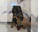 Small Photo #16 Poodle (Toy) Puppy For Sale in CORAL SPRINGS, FL, USA