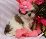 Puppy April Shih Tzu