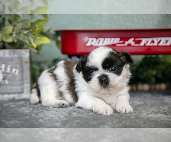 Medium Photo #1 Shih Tzu Puppy For Sale in CLARE, MI, USA