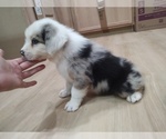 Small Photo #24 Australian Shepherd Puppy For Sale in TUSCUMBIA, AL, USA