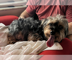 Small Photo #1 -Yorkshire Terrier Mix Puppy For Sale in APOLLO BEACH, FL, USA