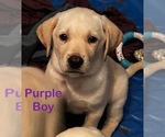 Puppy Purple Golden Labrador