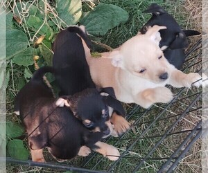 Chipin Puppy for sale in MOLALLA, OR, USA